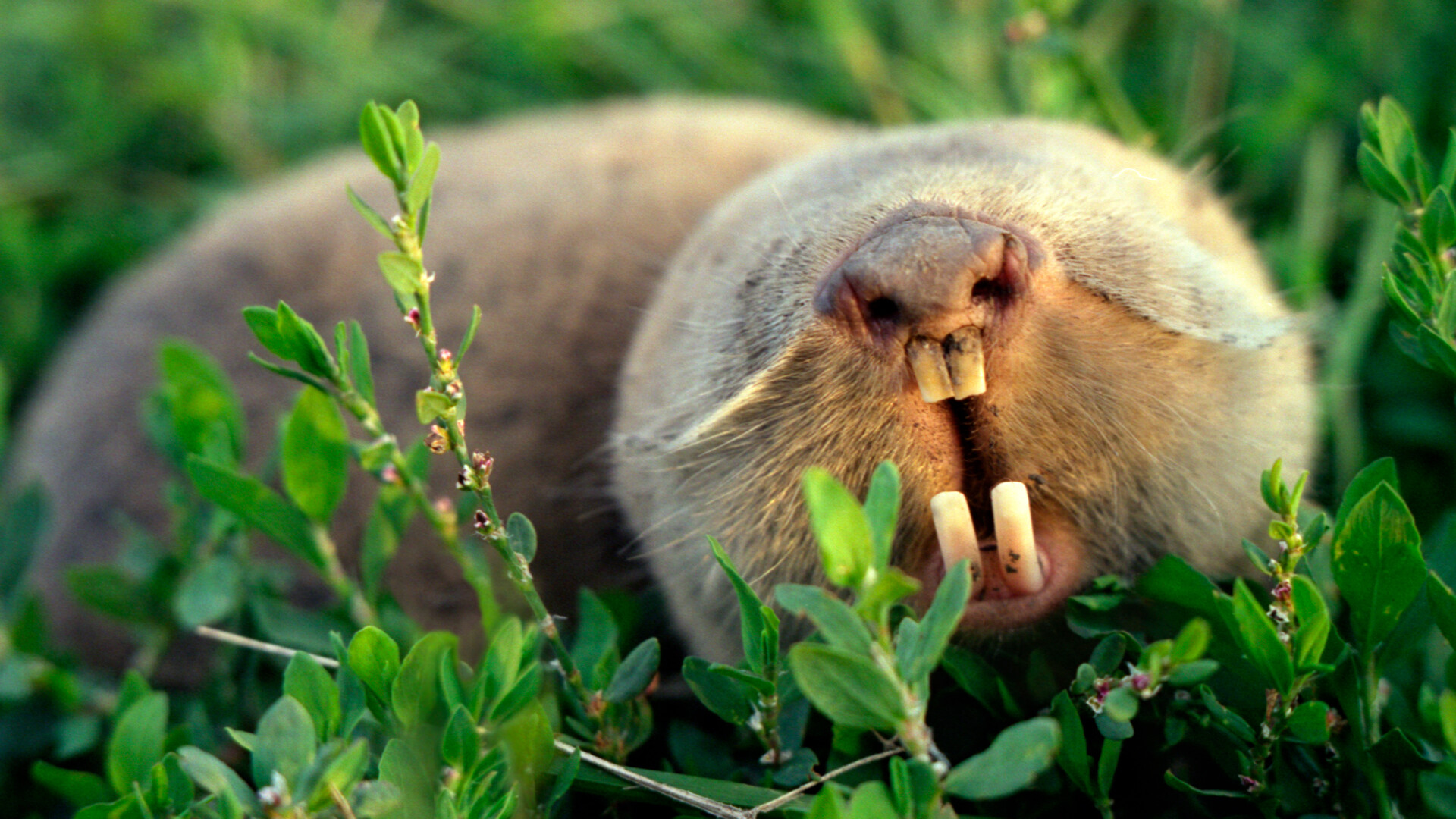 A Modestly Grand Confession. Notes From A Very Busy Mole